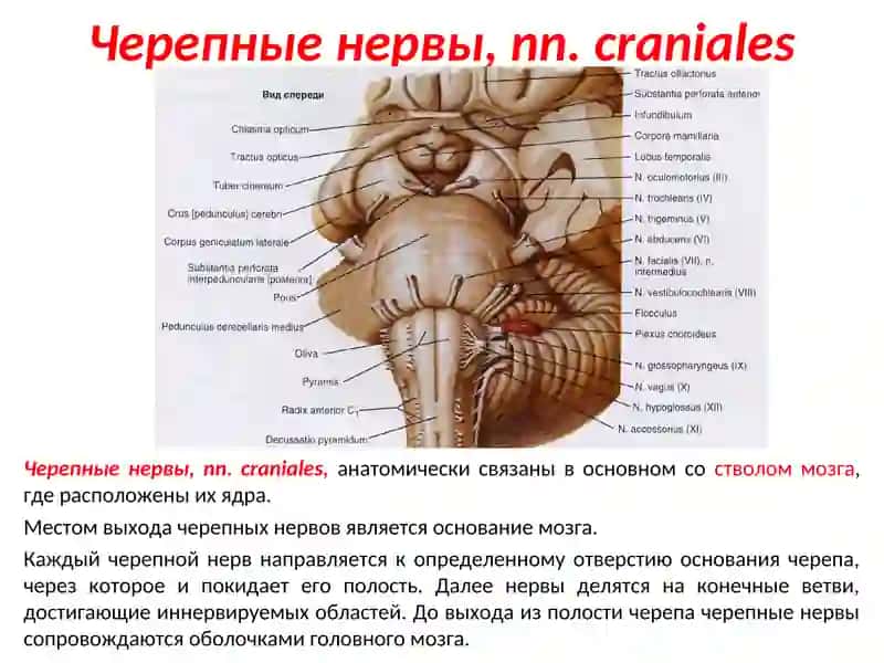 ОСНОВНЫЕ ЗАКОНОМЕРНОСТИ СТРОЕНИЯ И ТОПОГРАФИИ ЧЕРЕПНЫХ НЕРВОВ 2