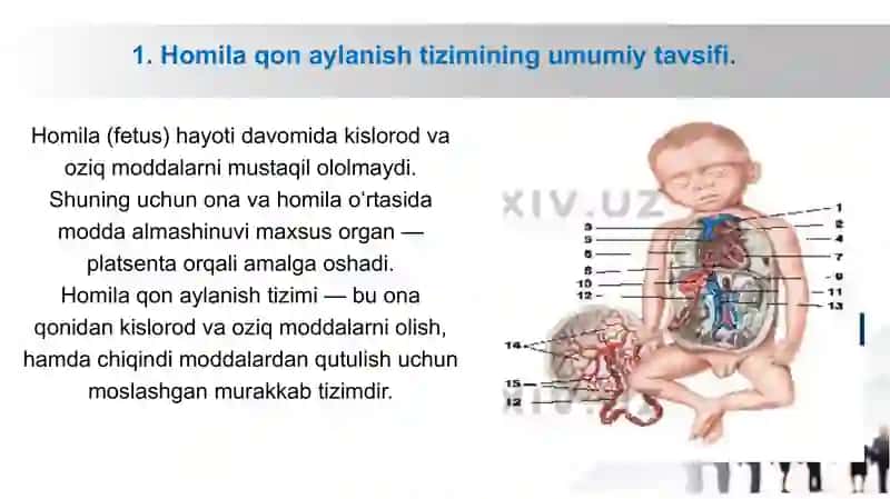 Ona qornida qon aylanishning ahamiyati va bola tug‘ilgandan keyingi o‘zgarishlar 2