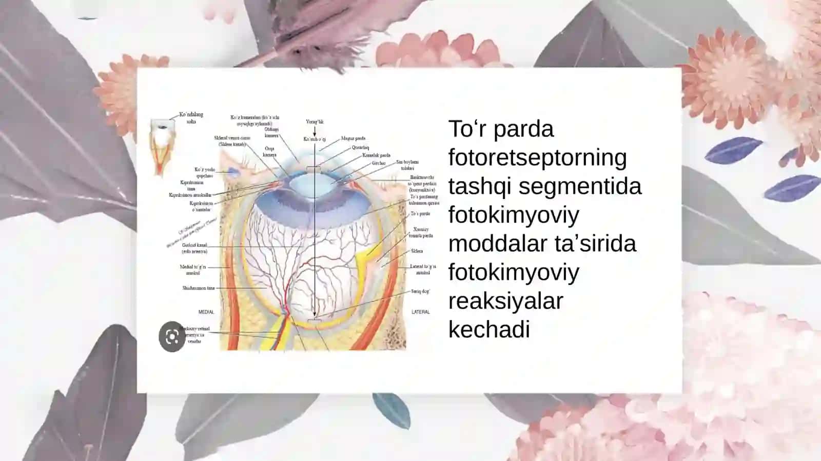 Toʻr pardada fotokimyoviy reaksiyalar. Rang sezish nazariyalari 2