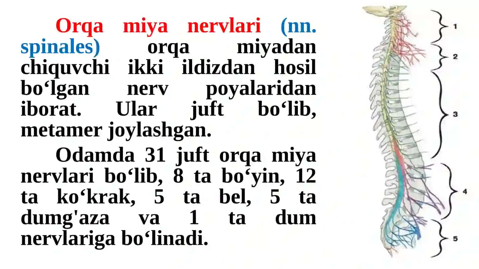 Periferik nerv tizimi xaqida umumiy ma’lumotlar 2