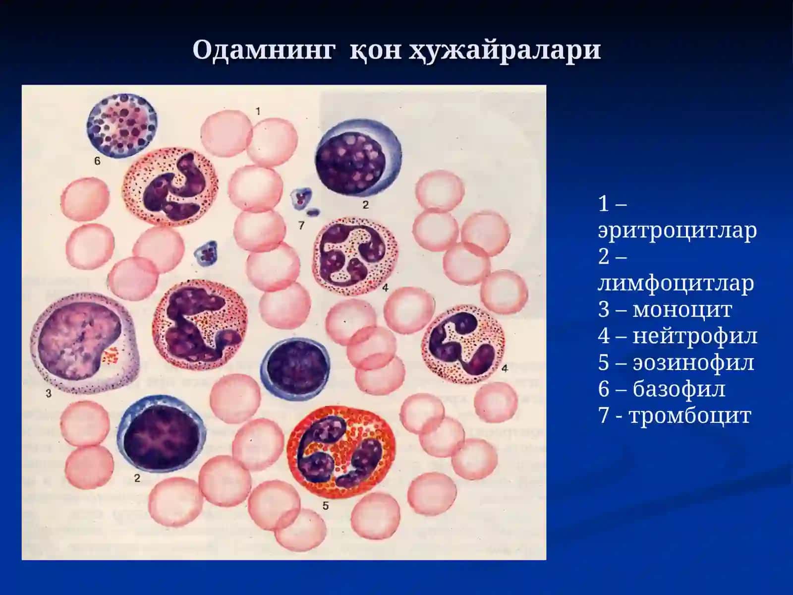 Одамнинг қон ҳужайралари 2