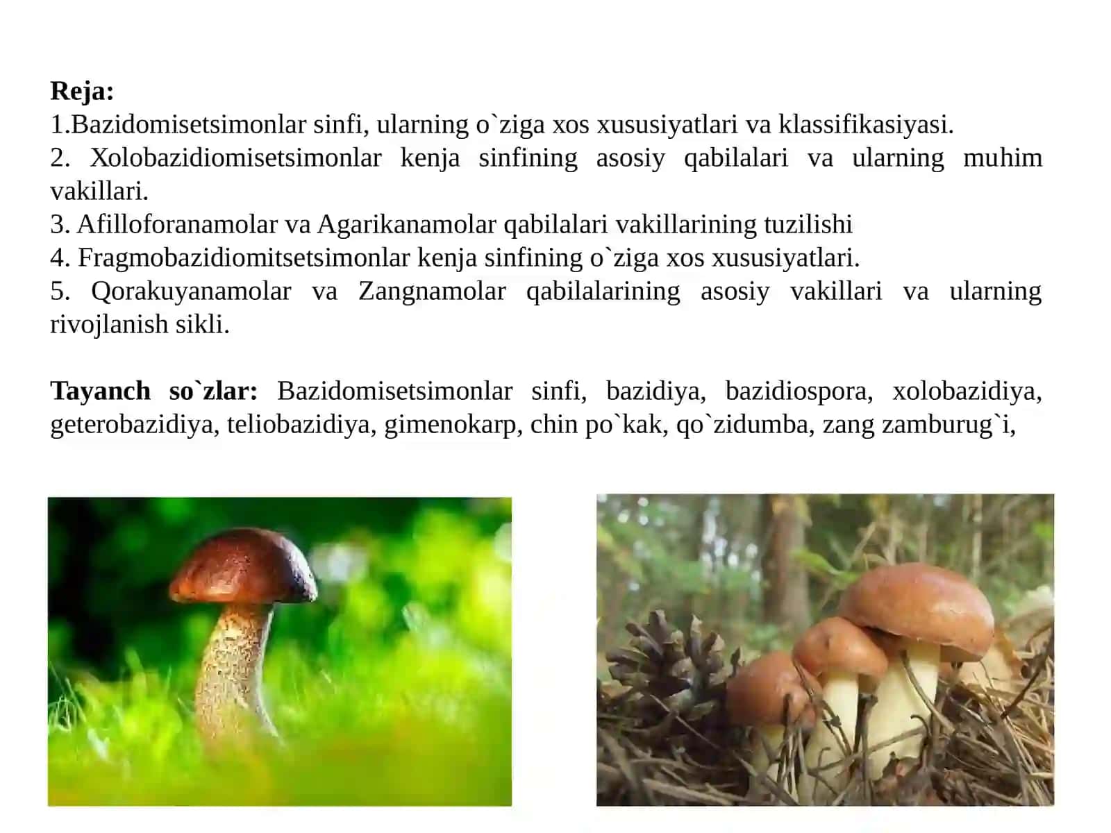 Bazidomitsetsimonlar(Basidiomycetes)sinfi 2
