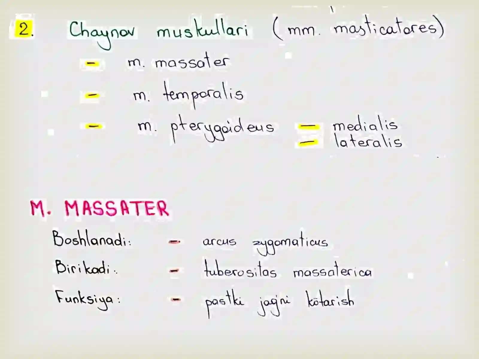 Chaynov mushaklari funksional anatomiyasi 2