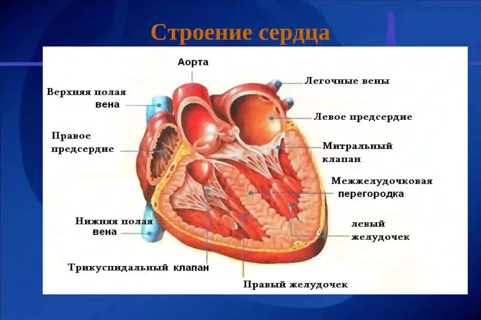 Физиологиясердца. Физиологические основы гемодинамики 2