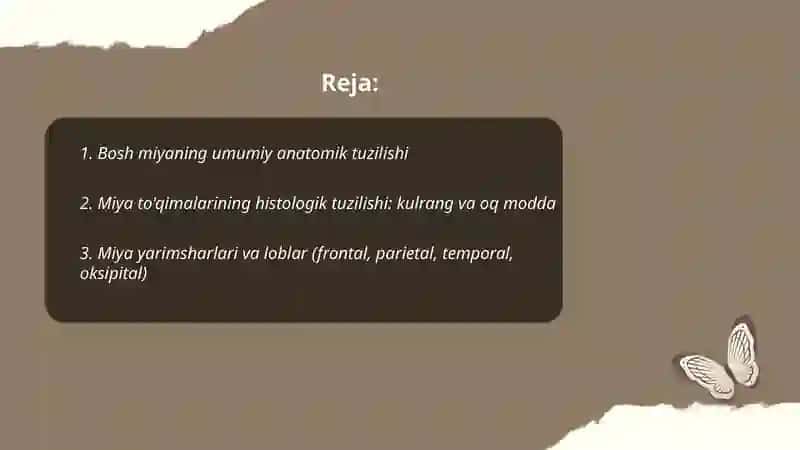 Bosh miya, miya po'stlog'i, miyachaning tuzilishi 2