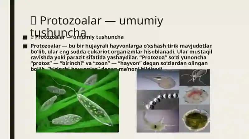 Bir hujayralilar kenja tipi 2