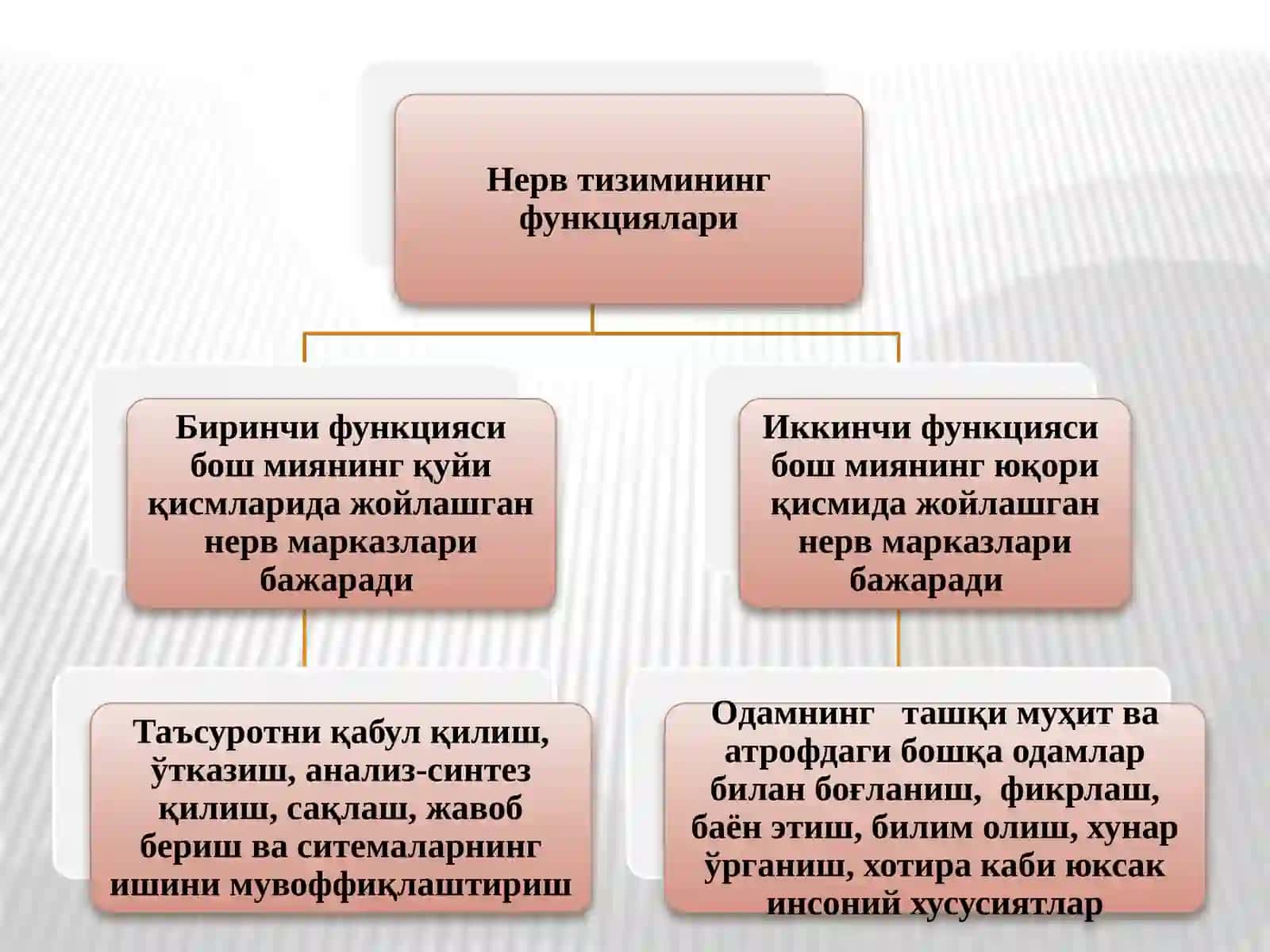 НЕРВ СИСТЕМАСИНИНГ ФИЗИОЛОГИЯСИ ВА УНИНГ ЁШ ХУСУСИЯТЛАРИ 2