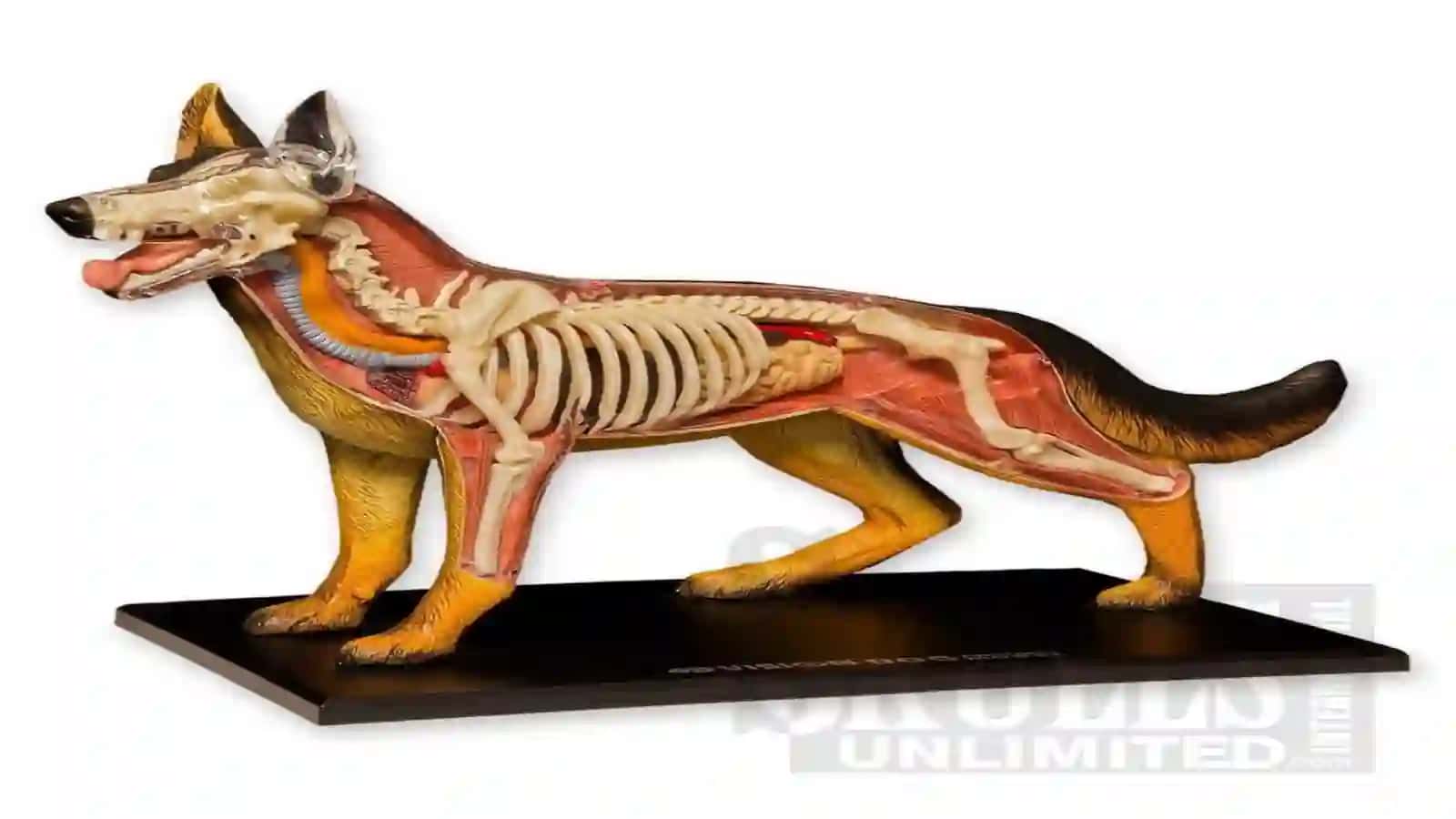 7-sinf Zoologiya 'Itning ichki tuzilishi' ko'rgazma 2