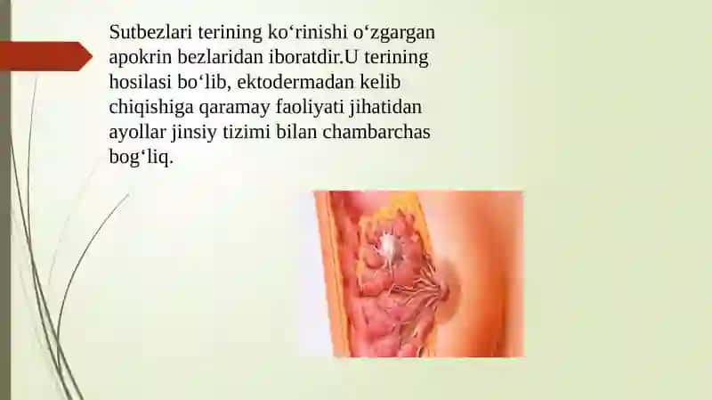 Sut bezlari gistogenezi   va gistofiziologiyasi.Laktatsiya jarayonining neyrogumoral Mexanizmlari 2