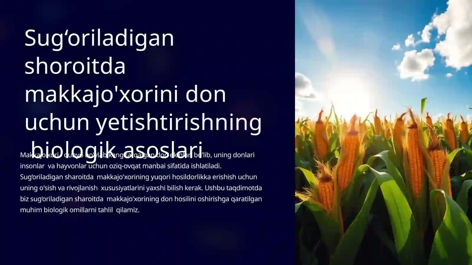 Sug‘oriladigan shoroitda  makkajo'xorini don  uchun yetishtirishning  biologik asoslari 2