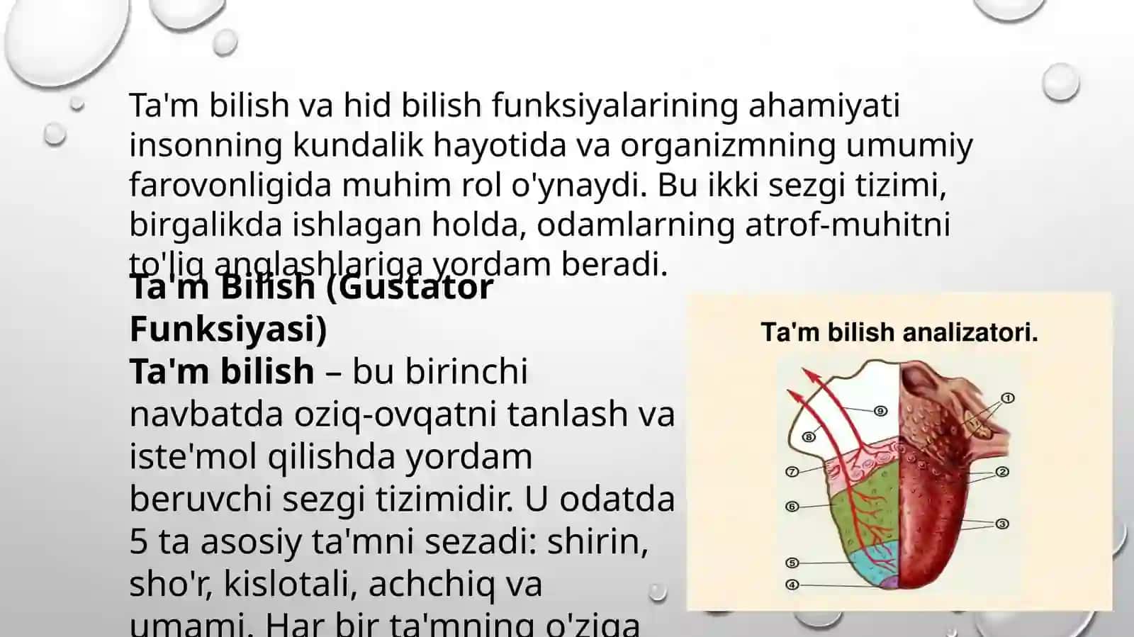 TA’M BILISH VA HID BILISH FUNKSIALARINING AHAMIYATI 2