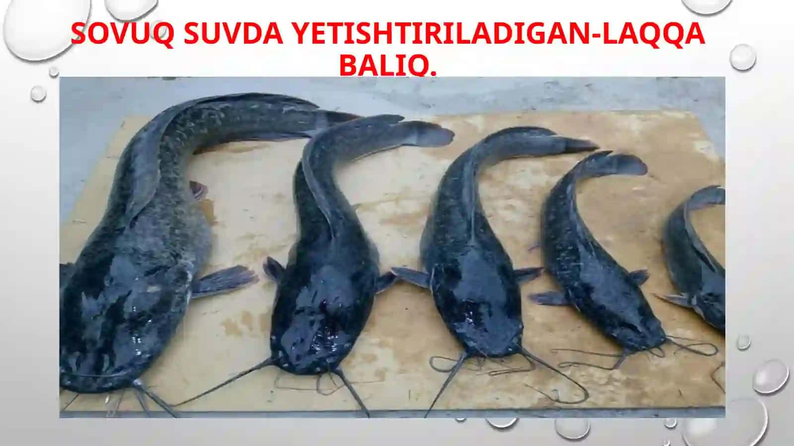 Õzbekiston suv havzalarida iqlimlashtirilgan baliqlarning hayoti va iqtisodiy ahamiyati 2