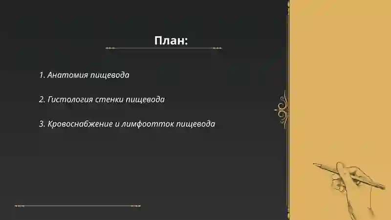 Анатомия пищевода 2
