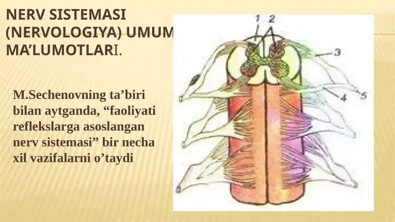 Asabtizimi-nevrologiya 2