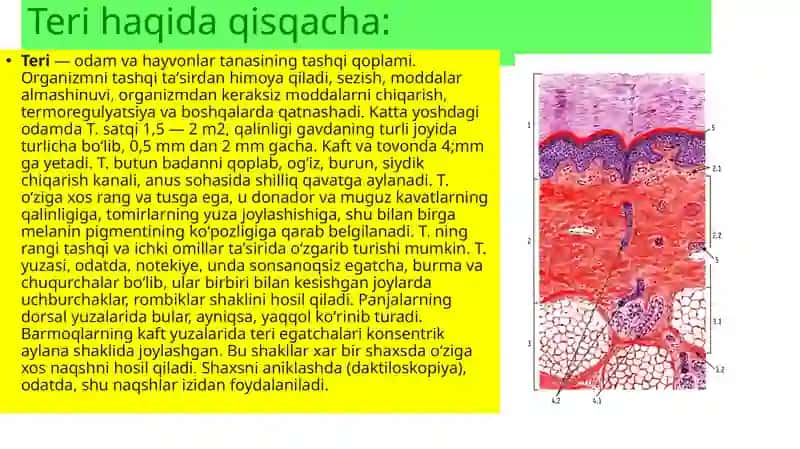 Teri Regeneratsiyasi va Transplantatsiyasi 2