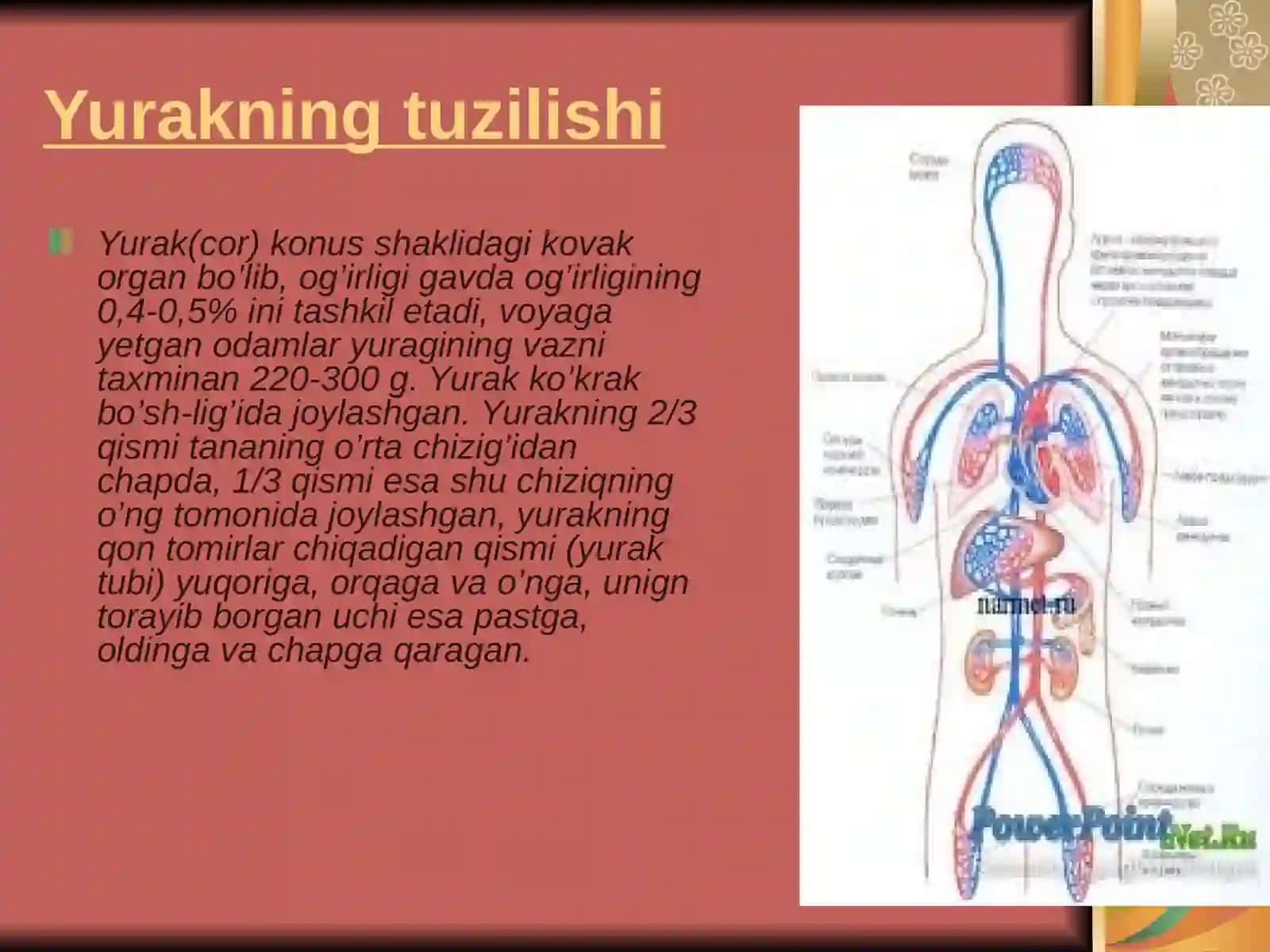 Yurak faoliyatining tovushli belgilari 2