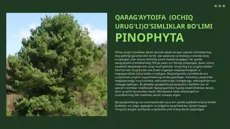 Qarag'aytoifa (Ochiq Urug'li) O'simliklar Bo'limi 2