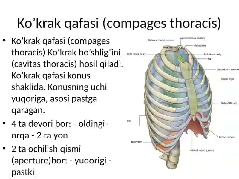 Qovurg’alar to’sh suyagi va ko’krak qafasi.Yelka kamari va qo’l erkin qismi suyakalari: tuzilishi, yoshga doir xususiyatlari 2