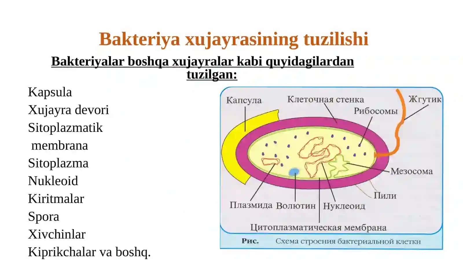 Bakteriya xujayrasining tuzilishi 2