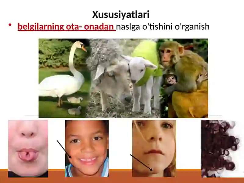 Genetika bo'yicha eslatmalar 2