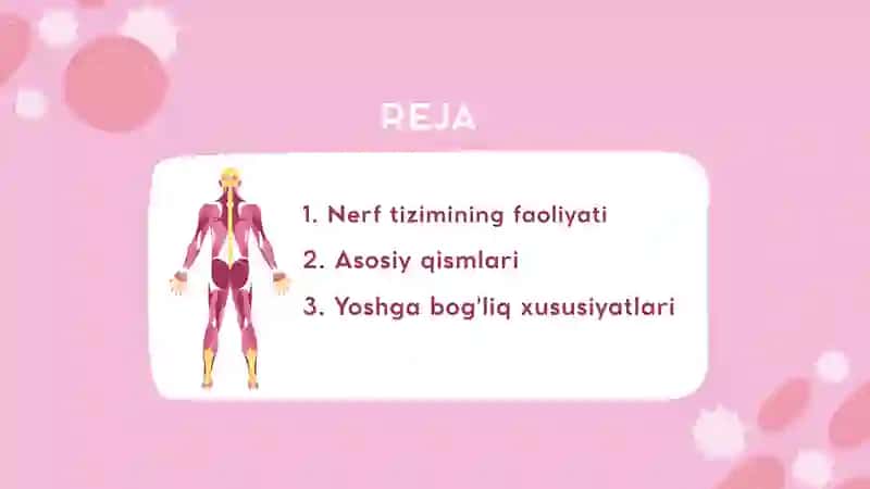 Nerv tizimining fiziologiyasi. Oliy nerv faoliyating yosh xususiyatlari 2
