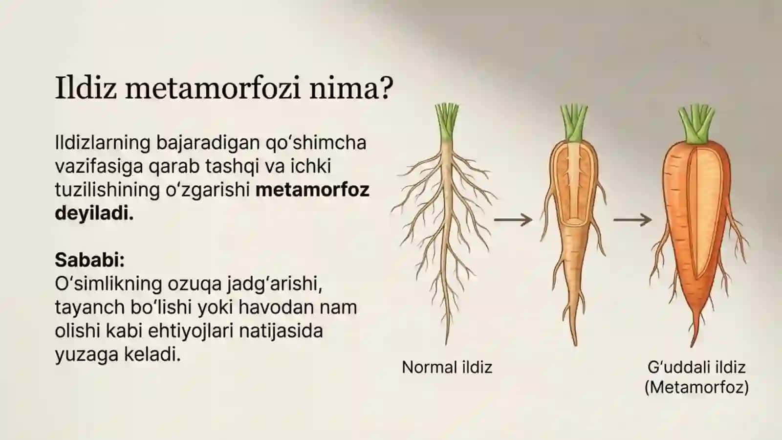 Shakli o'zgargan ildizlar 2