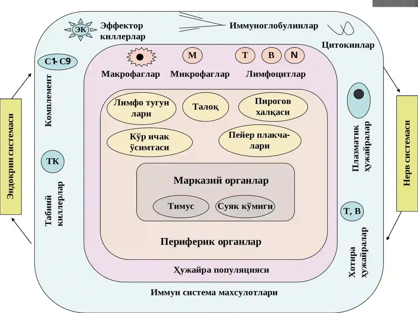 Хужайравий ва гуморал типдаги иммун реакциялар 2