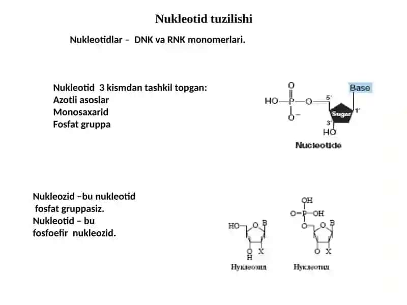 Nuklein kislotalar 2