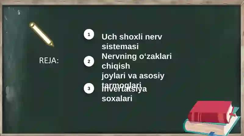 Uch shoxli nerv: o'zaklari, chiqish joylari, asosiy tarmoqlari va innvervatsiya soxalari 2