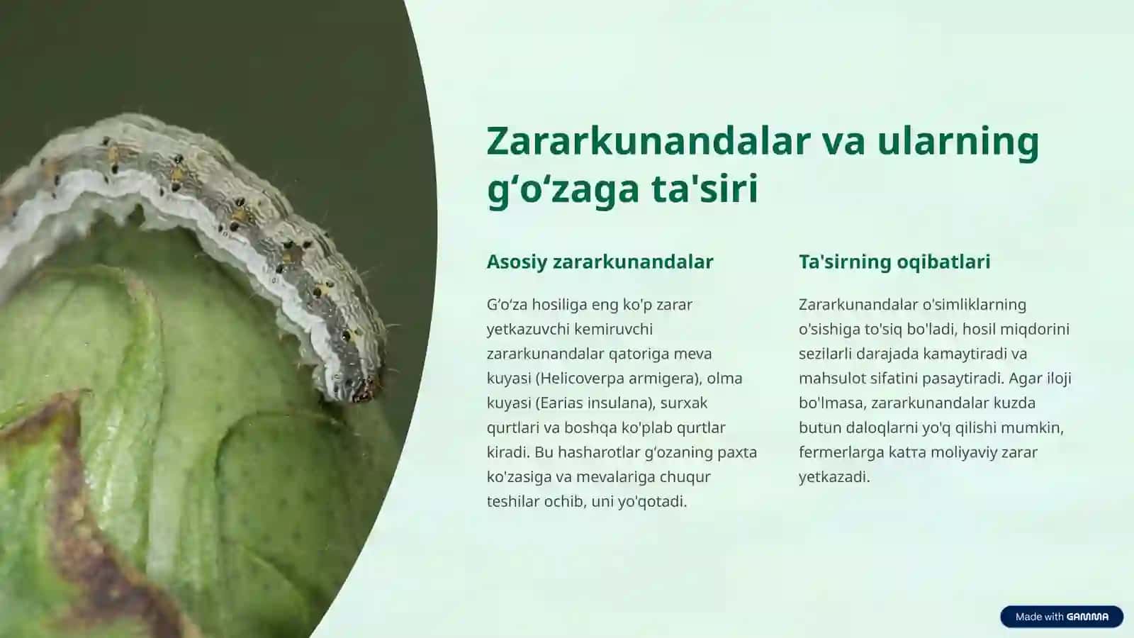 Gʻoʻzaning kemiruvchi zararkunandalarining entomofaglari 2
