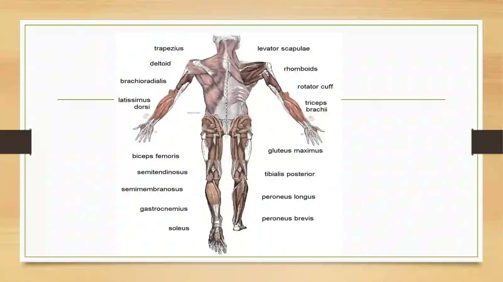 Silliqmushaklarning fiziologiyasi 2