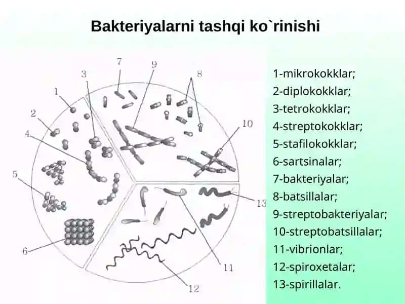 Bakteriyalar harakatchanligini o‘rganish usullari 2