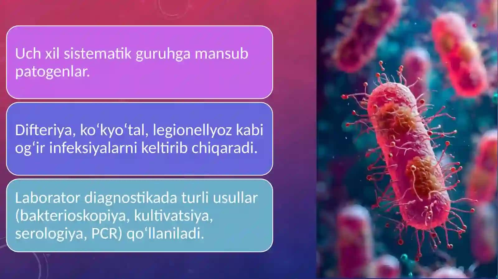 korinobakteriyalar, bordotellalar, legionella qo'zg'atuvchilarining toksonomik o'rni, asosiy xossalari, kasallikning loborotor diagnostikasi. 2