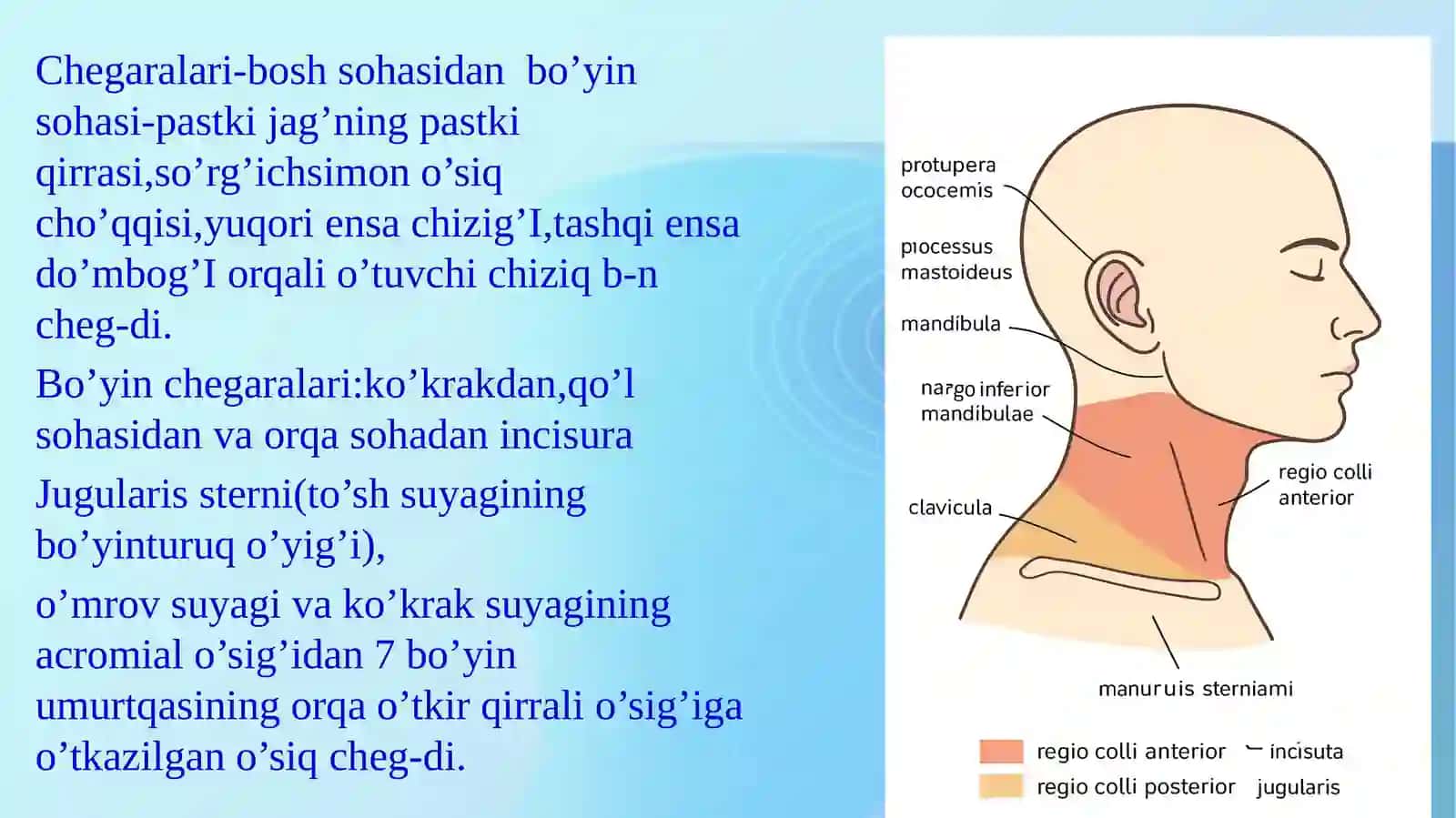 Boʻyining klinik anatomiyasi 2