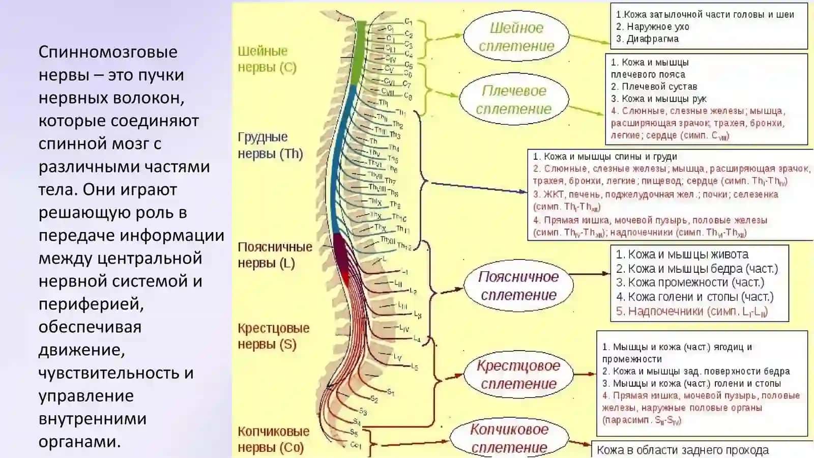 Спинномозговые нервы и их роль 2