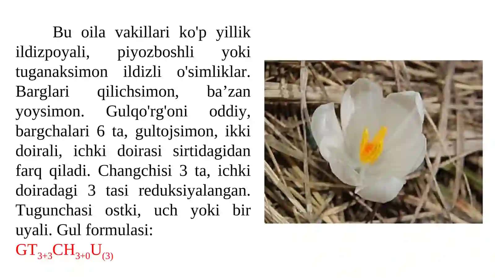 Gulsafsardoshlar 2