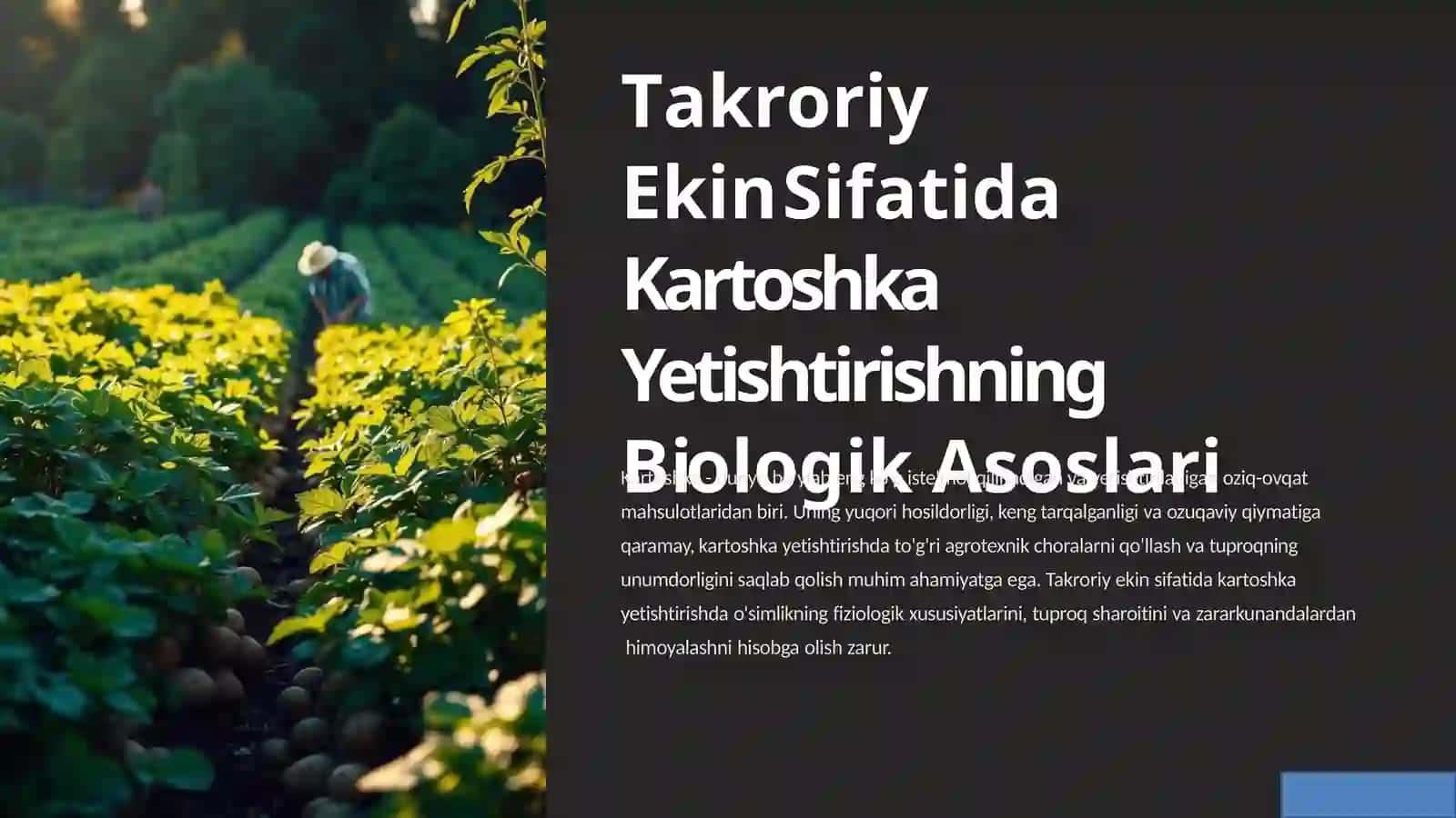 Takroriy ekin sifatida  kartoshka yetishtirishning  biologik asoslari 2