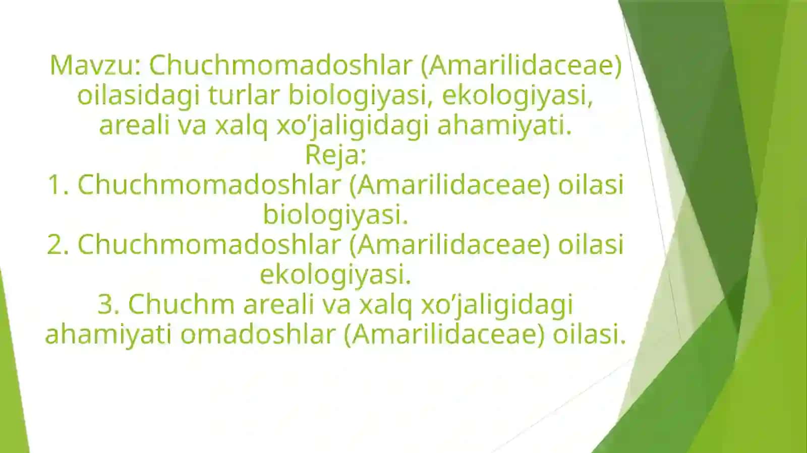 Chuchmomadoshlar (Amarilidaceae) oilasi turlari 2