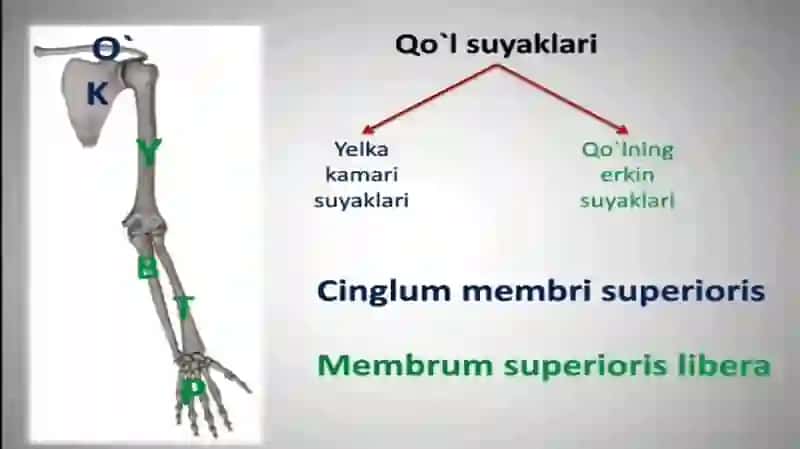 Qo’l, oyoq va chanoq suyaklarining funksional anatomiyasi 2