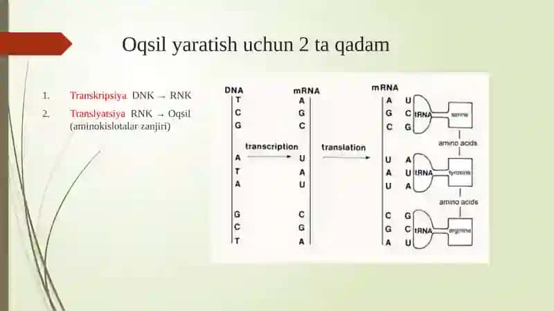 Oqsilbiosintezi va uning boshqarilishi 2