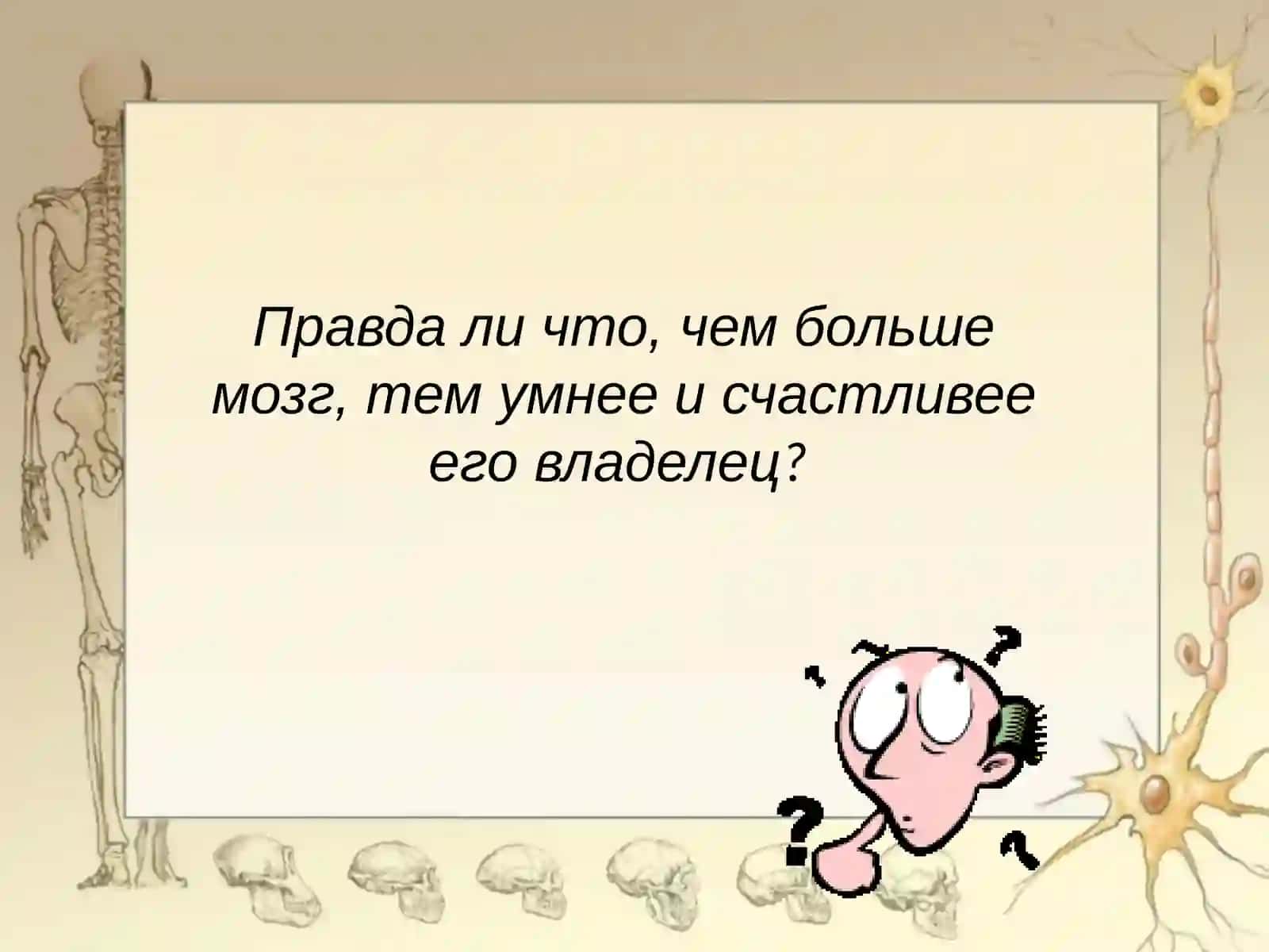 Строение и функции головного мозга 2