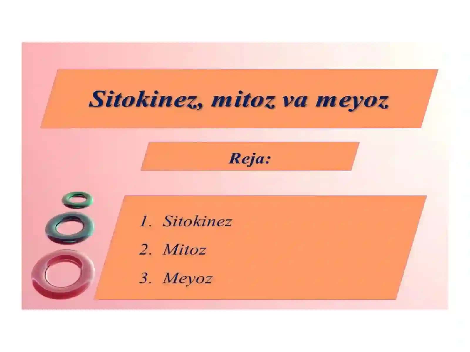 Mitoz va meyoz jarayonlari 2