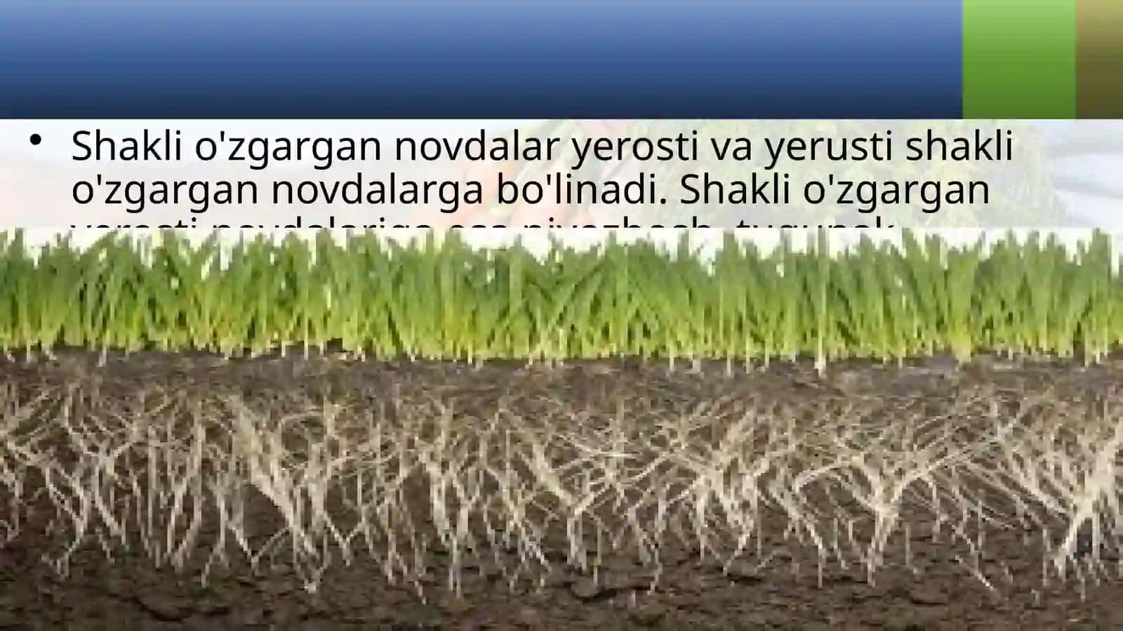 6-sinf Botanika Shakli o'zgargan novdalar 2