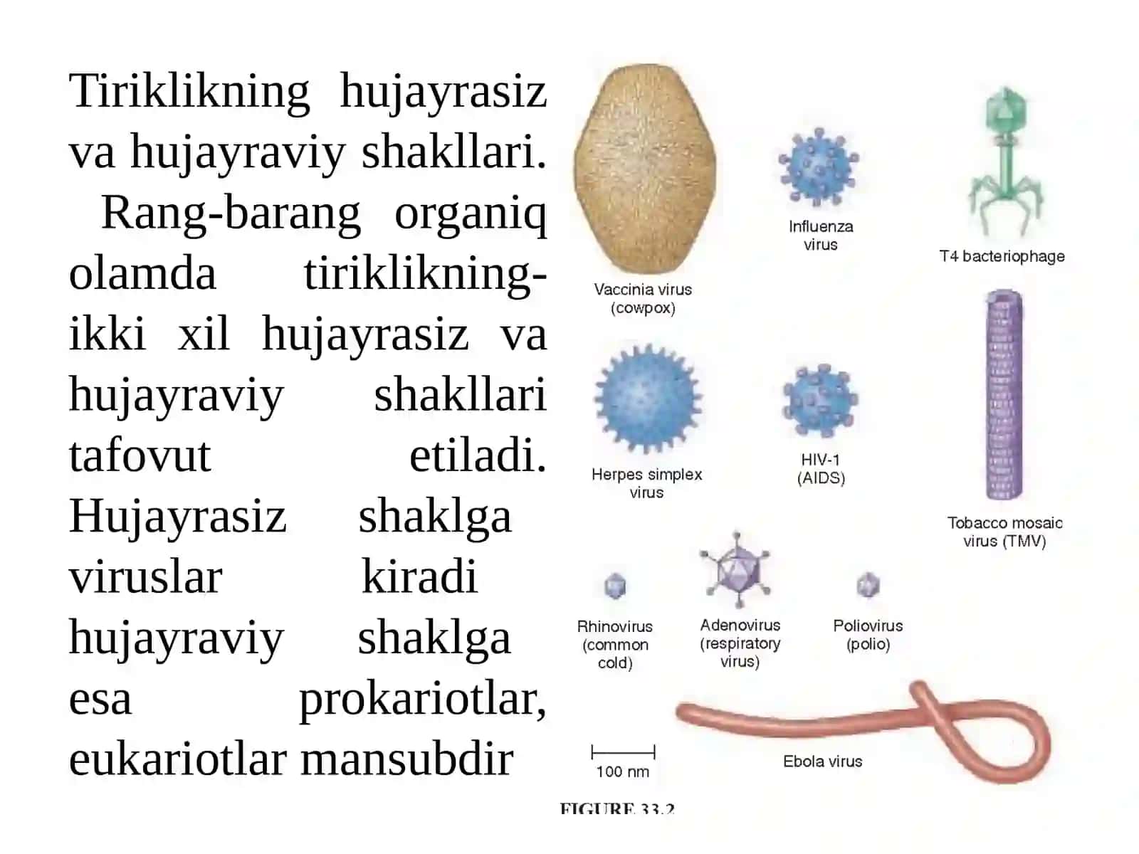 Hujayra biologiyasi. Tiriklikning mohiyati va darajalari 2