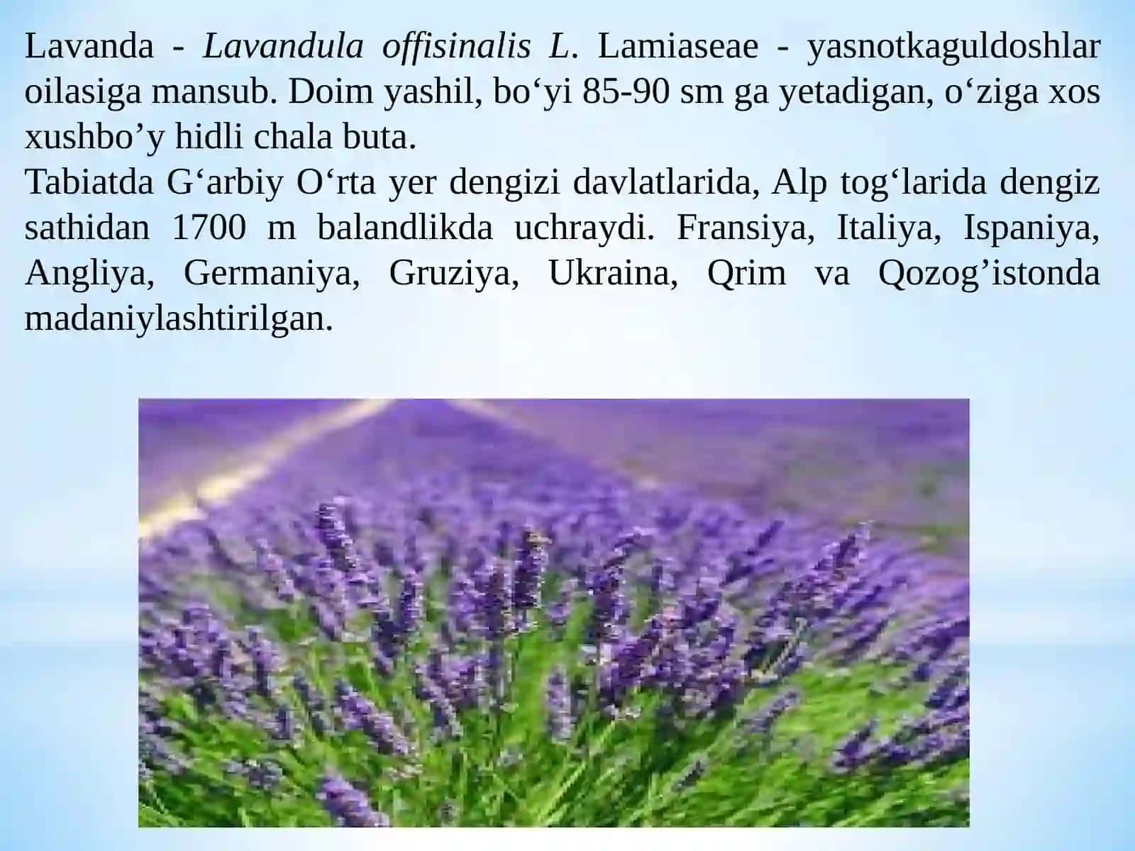 Lavanda - Lavandula offisinalis L 2