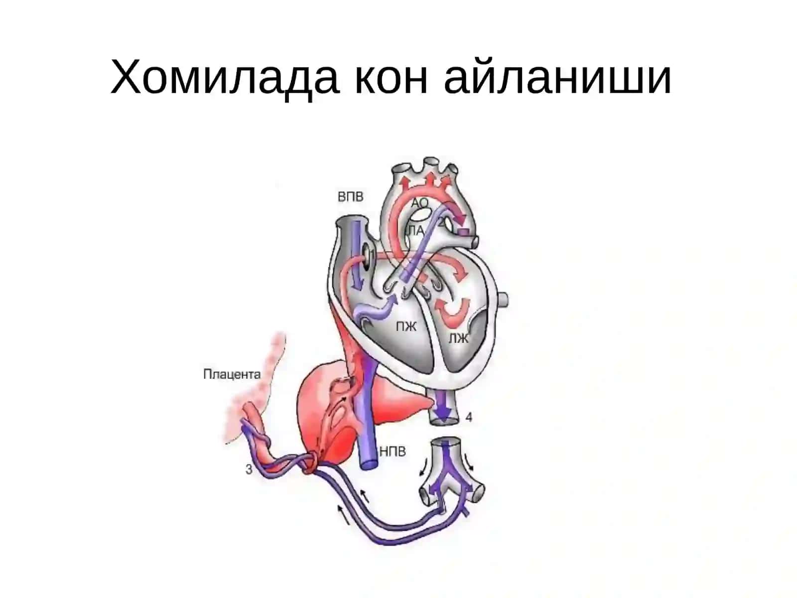 БОТАЛЛОВ ЙУЛИНИНГ ОЧИКЛИГИ 2