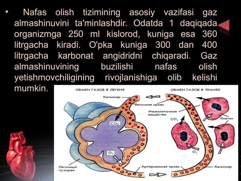 Nafas tizimi va Patofiziologiyasi 2