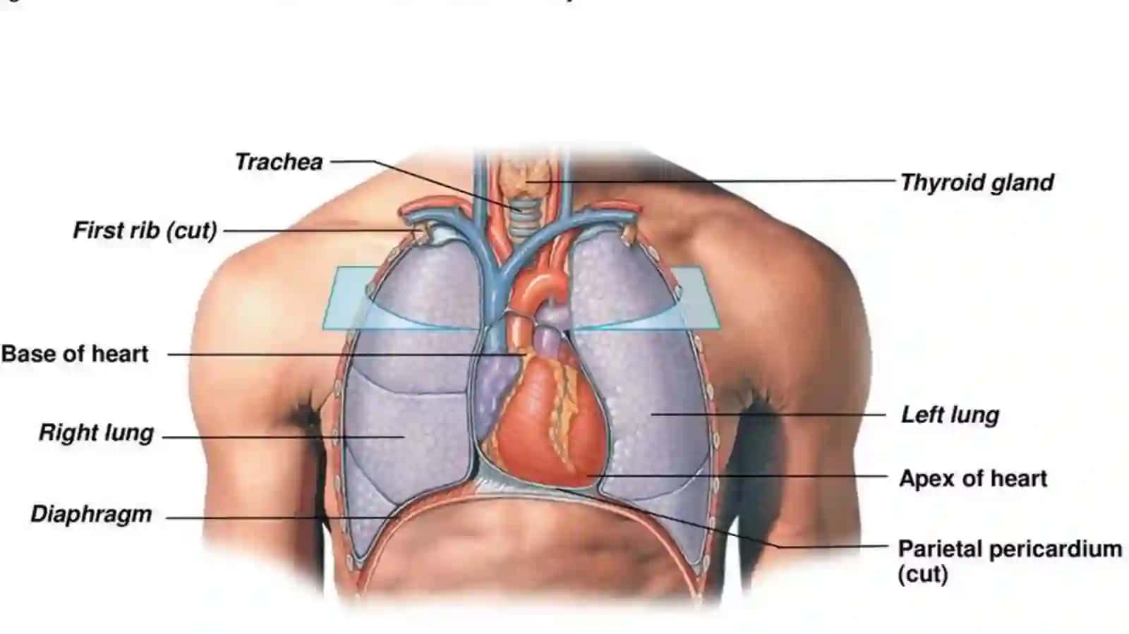 Yurak Fiziologiyasi 2