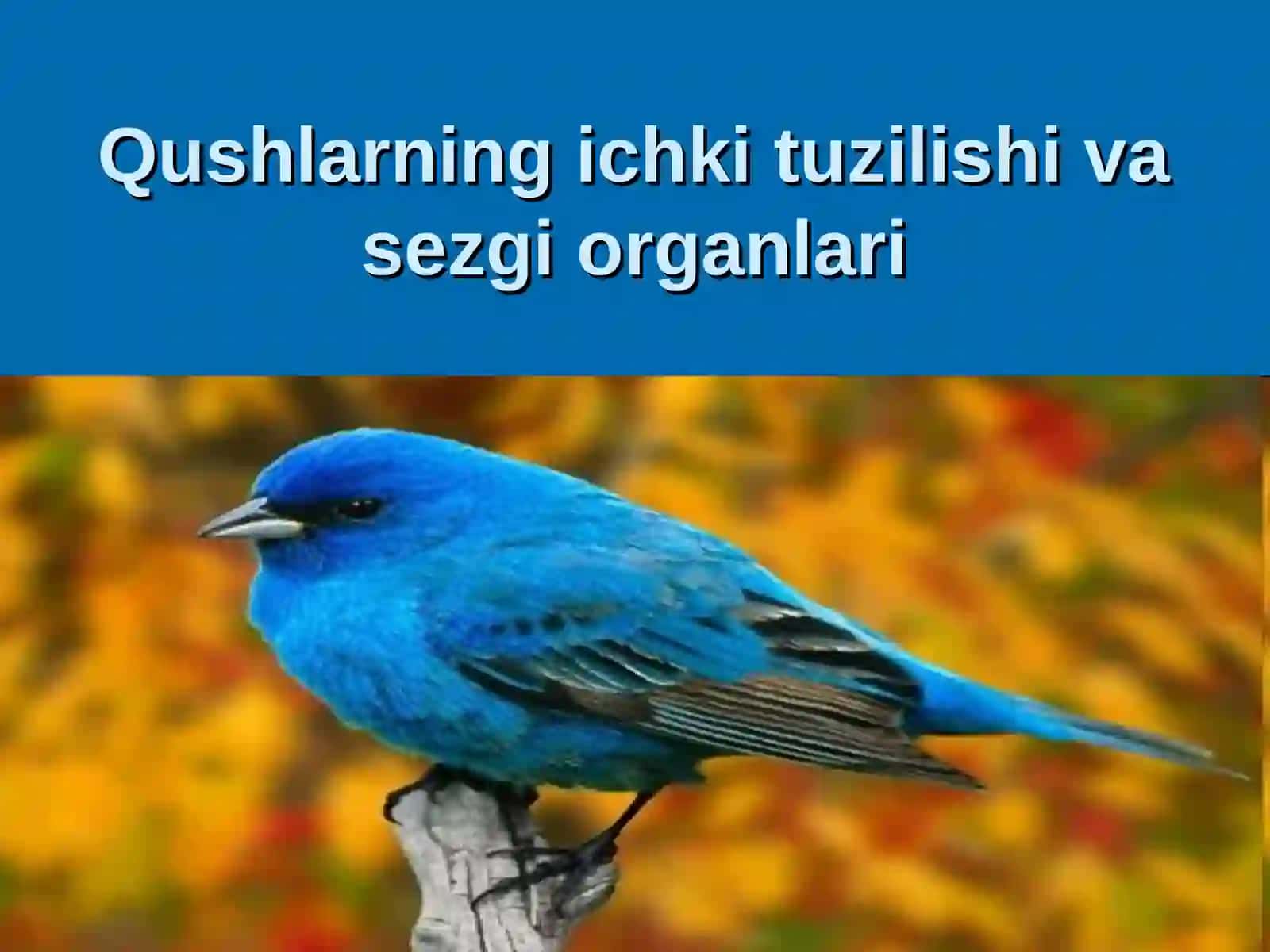 Qushlarning ichki tuzilishi va sezgi organlari 2