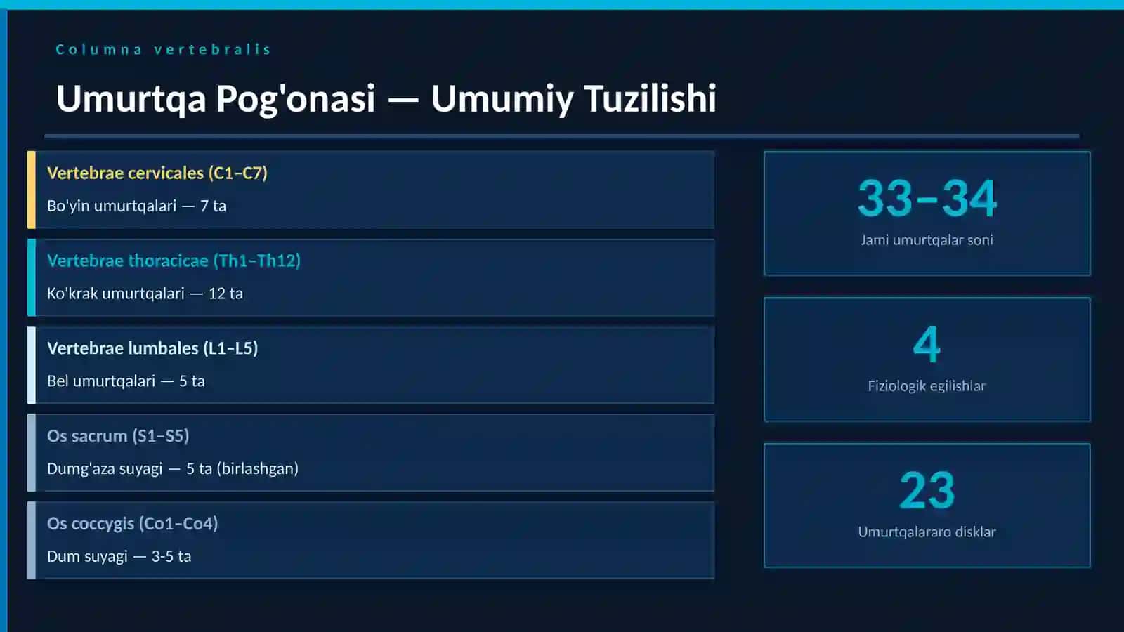 Umurtqa pog'onasi va Ko'krak qafasi Lotincha terminologiya 2
